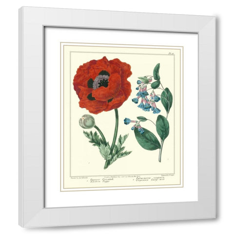 Gardeners Delight I White Modern Wood Framed Art Print with Double Matting by Edwards, Sydenham