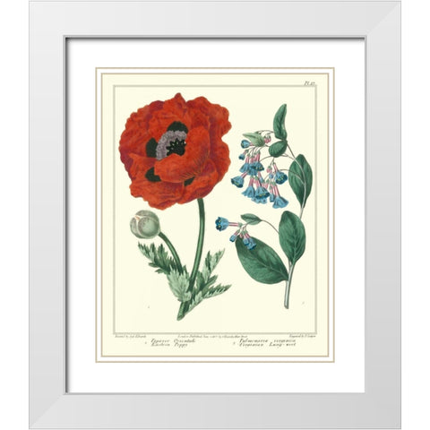 Gardeners Delight I White Modern Wood Framed Art Print with Double Matting by Edwards, Sydenham