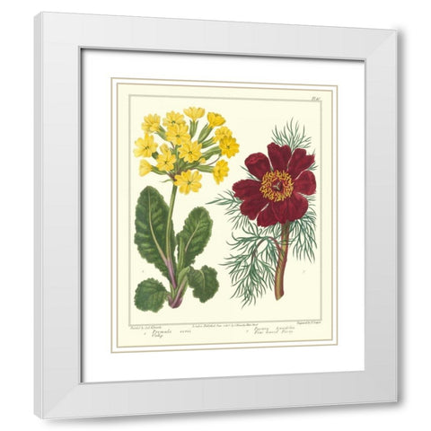 Gardeners Delight II White Modern Wood Framed Art Print with Double Matting by Edwards, Sydenham