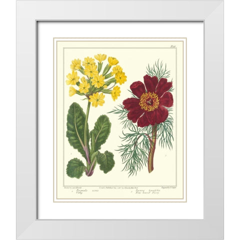 Gardeners Delight II White Modern Wood Framed Art Print with Double Matting by Edwards, Sydenham