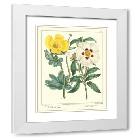 Gardeners Delight III White Modern Wood Framed Art Print with Double Matting by Edwards, Sydenham