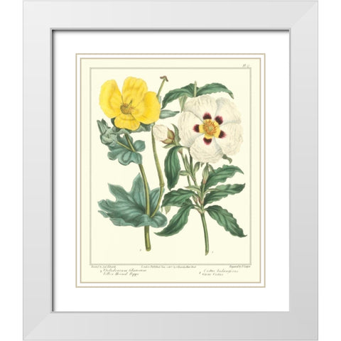 Gardeners Delight III White Modern Wood Framed Art Print with Double Matting by Edwards, Sydenham