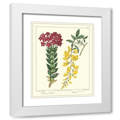 Gardeners Delight V White Modern Wood Framed Art Print with Double Matting by Edwards, Sydenham