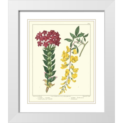 Gardeners Delight V White Modern Wood Framed Art Print with Double Matting by Edwards, Sydenham