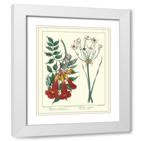 Gardeners Delight VI White Modern Wood Framed Art Print with Double Matting by Edwards, Sydenham