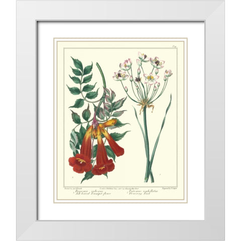 Gardeners Delight VI White Modern Wood Framed Art Print with Double Matting by Edwards, Sydenham
