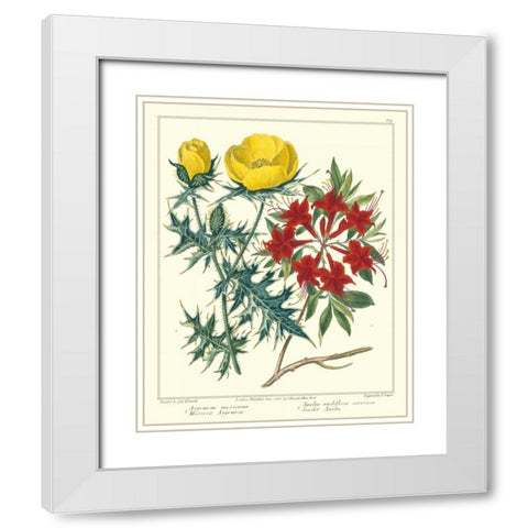 Gardeners Delight VII White Modern Wood Framed Art Print with Double Matting by Edwards, Sydenham