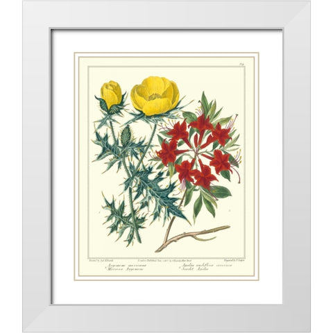 Gardeners Delight VII White Modern Wood Framed Art Print with Double Matting by Edwards, Sydenham