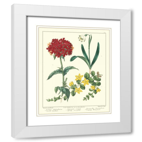 Gardeners Delight VIII White Modern Wood Framed Art Print with Double Matting by Edwards, Sydenham