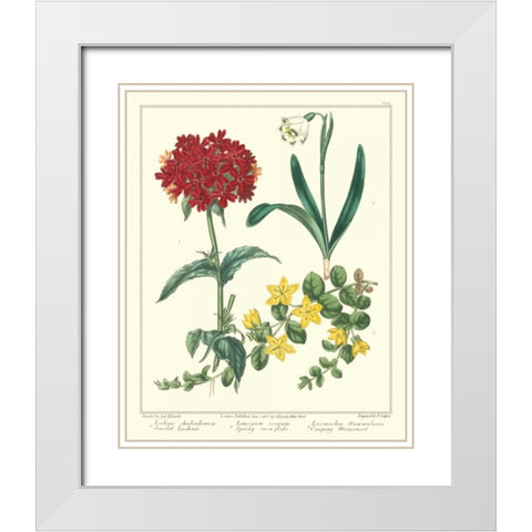 Gardeners Delight VIII White Modern Wood Framed Art Print with Double Matting by Edwards, Sydenham