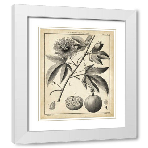 Passiflora I White Modern Wood Framed Art Print with Double Matting by Sellier
