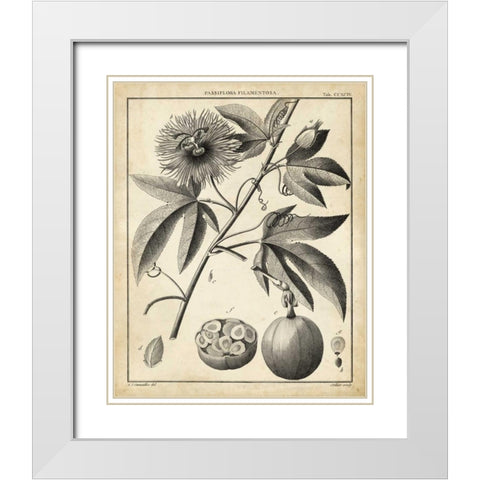 Passiflora I White Modern Wood Framed Art Print with Double Matting by Sellier
