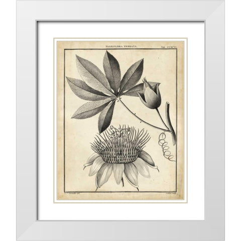 Passiflora II White Modern Wood Framed Art Print with Double Matting by Sellier