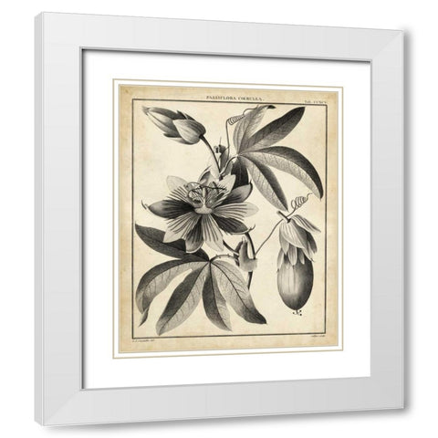 Passiflora III White Modern Wood Framed Art Print with Double Matting by Sellier