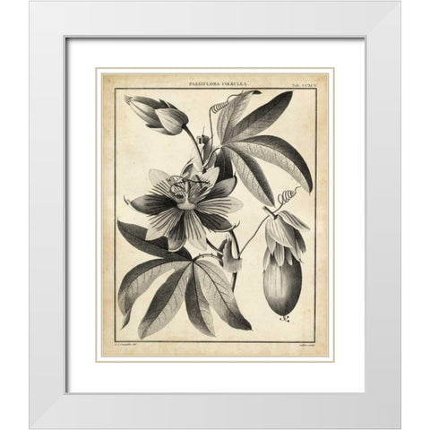 Passiflora III White Modern Wood Framed Art Print with Double Matting by Sellier