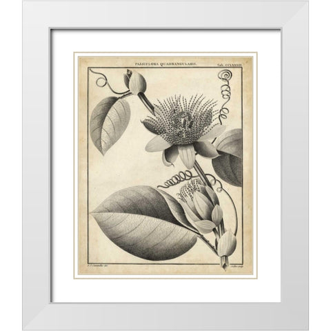 Passiflora IV White Modern Wood Framed Art Print with Double Matting by Sellier