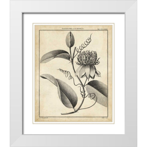 Passiflora V White Modern Wood Framed Art Print with Double Matting by Sellier