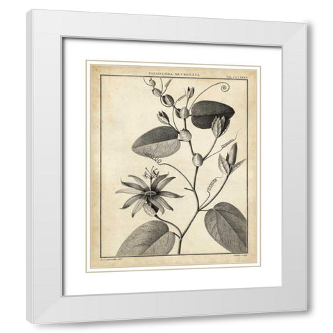 Passiflora VI White Modern Wood Framed Art Print with Double Matting by Sellier