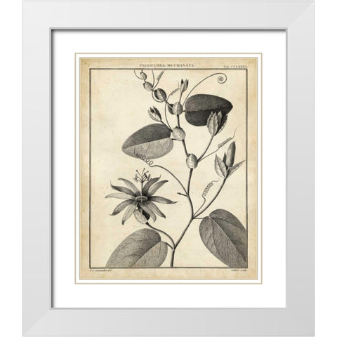 Passiflora VI White Modern Wood Framed Art Print with Double Matting by Sellier