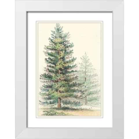 Majestic Pine I White Modern Wood Framed Art Print with Double Matting by Unknown