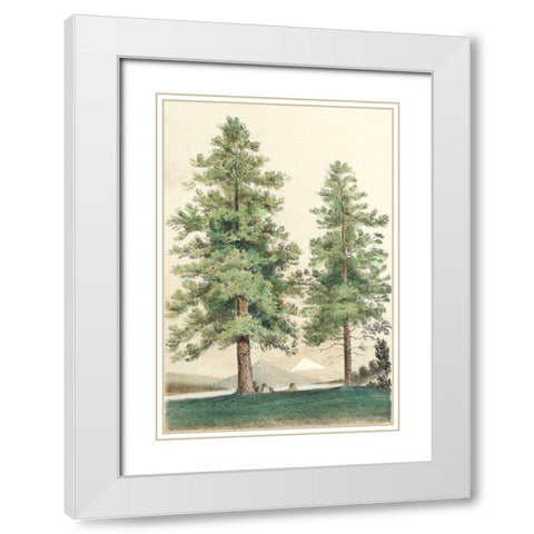 Majestic Pine II White Modern Wood Framed Art Print with Double Matting by Unknown