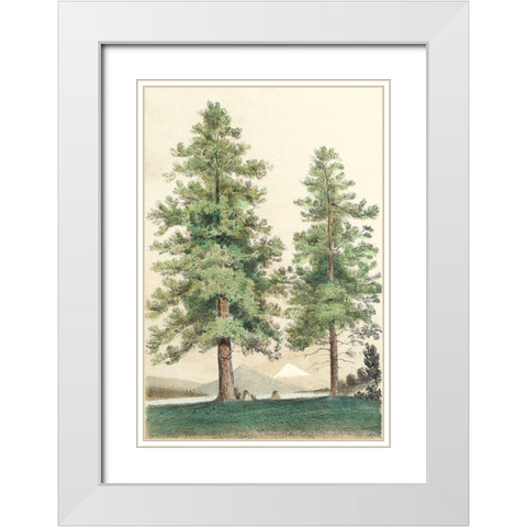 Majestic Pine II White Modern Wood Framed Art Print with Double Matting by Unknown