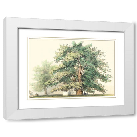 Majestic Oak White Modern Wood Framed Art Print with Double Matting by Unknown