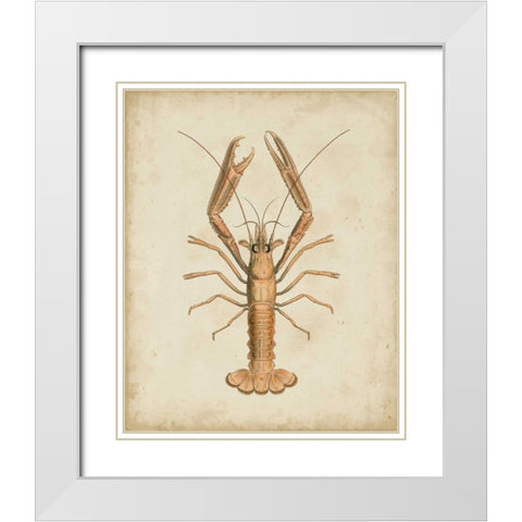 Crustaceans I White Modern Wood Framed Art Print with Double Matting by Sowerby, James