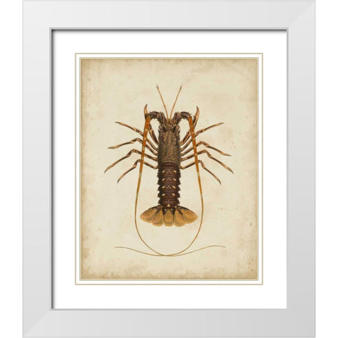 Crustaceans II White Modern Wood Framed Art Print with Double Matting by Sowerby, James