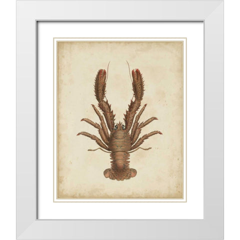 Crustaceans III White Modern Wood Framed Art Print with Double Matting by Sowerby, James