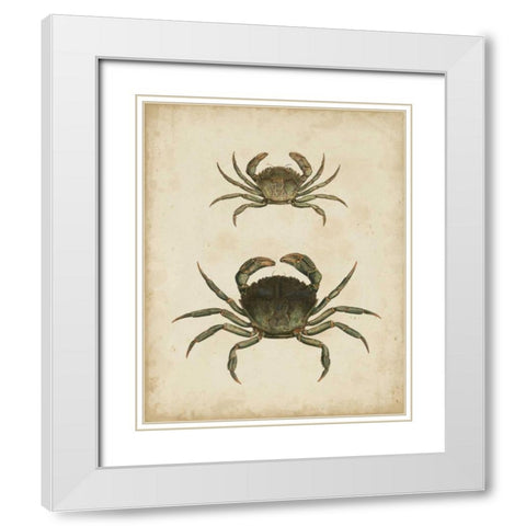 Crustaceans IV White Modern Wood Framed Art Print with Double Matting by Sowerby, James