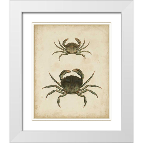 Crustaceans IV White Modern Wood Framed Art Print with Double Matting by Sowerby, James