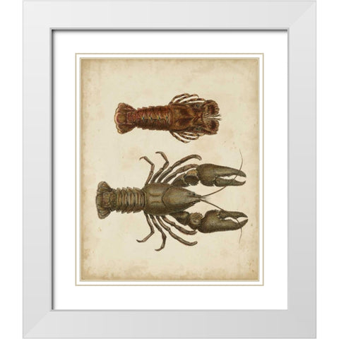 Crustaceans V White Modern Wood Framed Art Print with Double Matting by Sowerby, James