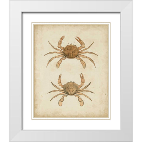 Crustaceans VI White Modern Wood Framed Art Print with Double Matting by Sowerby, James
