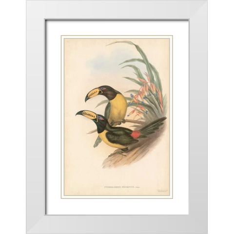 Tropical Toucans IV White Modern Wood Framed Art Print with Double Matting by Gould, John