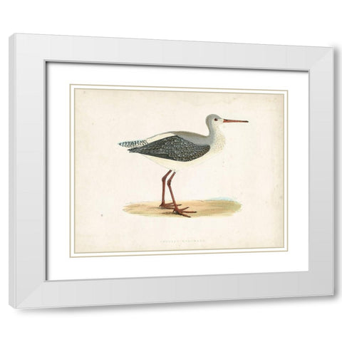 Morris Sandpiper I White Modern Wood Framed Art Print with Double Matting by Morris