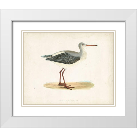 Morris Sandpiper I White Modern Wood Framed Art Print with Double Matting by Morris