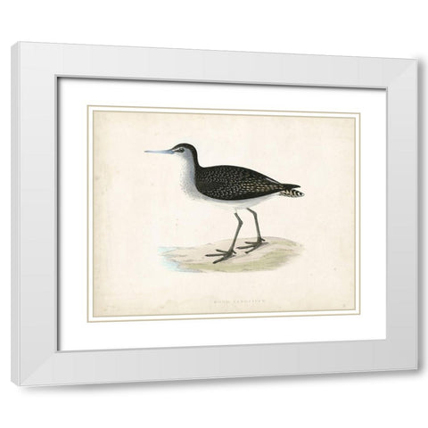 Morris Sandpiper VIII White Modern Wood Framed Art Print with Double Matting by Morris