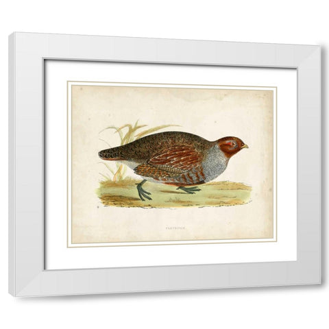 Morris Pheasants I White Modern Wood Framed Art Print with Double Matting by Morris