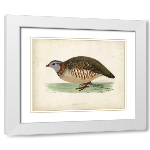 Morris Pheasants III White Modern Wood Framed Art Print with Double Matting by Morris