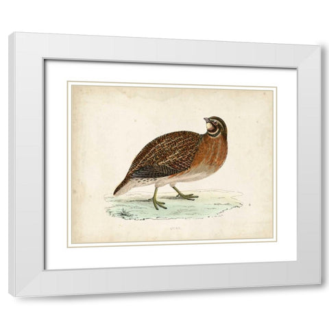 Morris Pheasants IV White Modern Wood Framed Art Print with Double Matting by Morris