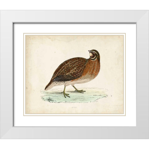 Morris Pheasants IV White Modern Wood Framed Art Print with Double Matting by Morris