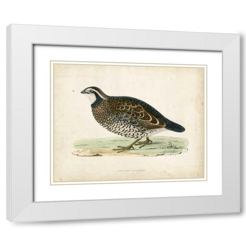 Morris Pheasants VI White Modern Wood Framed Art Print with Double Matting by Morris