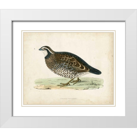 Morris Pheasants VI White Modern Wood Framed Art Print with Double Matting by Morris