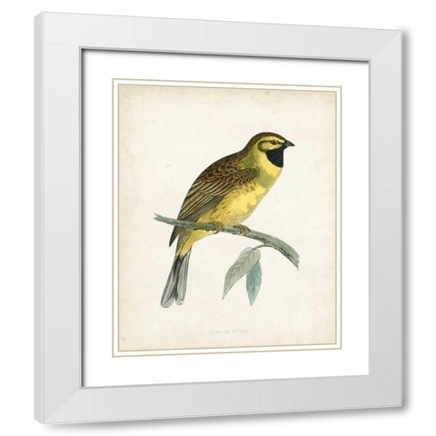 Morris Cirl Bunting White Modern Wood Framed Art Print with Double Matting by Morris