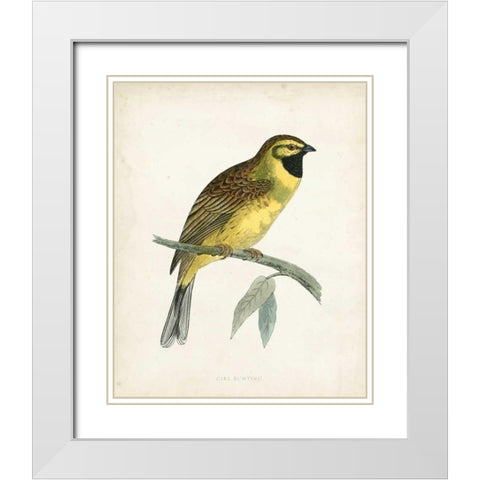 Morris Cirl Bunting White Modern Wood Framed Art Print with Double Matting by Morris