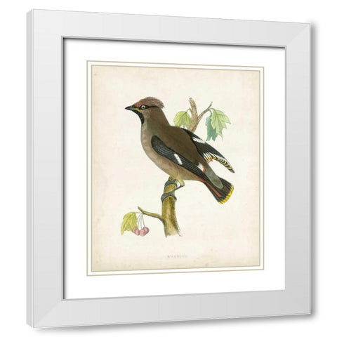 Morris Waxwing White Modern Wood Framed Art Print with Double Matting by Morris