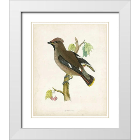 Morris Waxwing White Modern Wood Framed Art Print with Double Matting by Morris