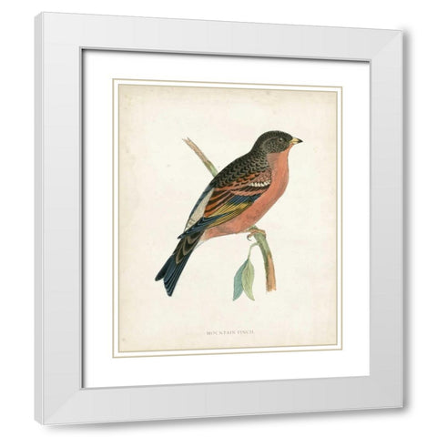 Morris Mountain Finch White Modern Wood Framed Art Print with Double Matting by Morris