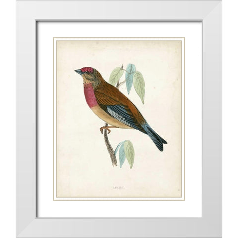 Morris Linnet White Modern Wood Framed Art Print with Double Matting by Morris